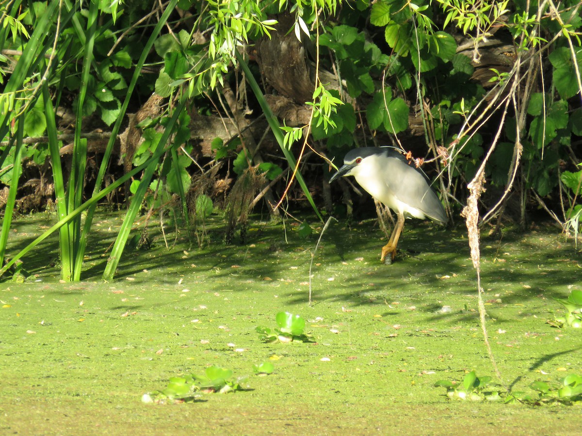 Black-crowned Night Heron - ML642995076