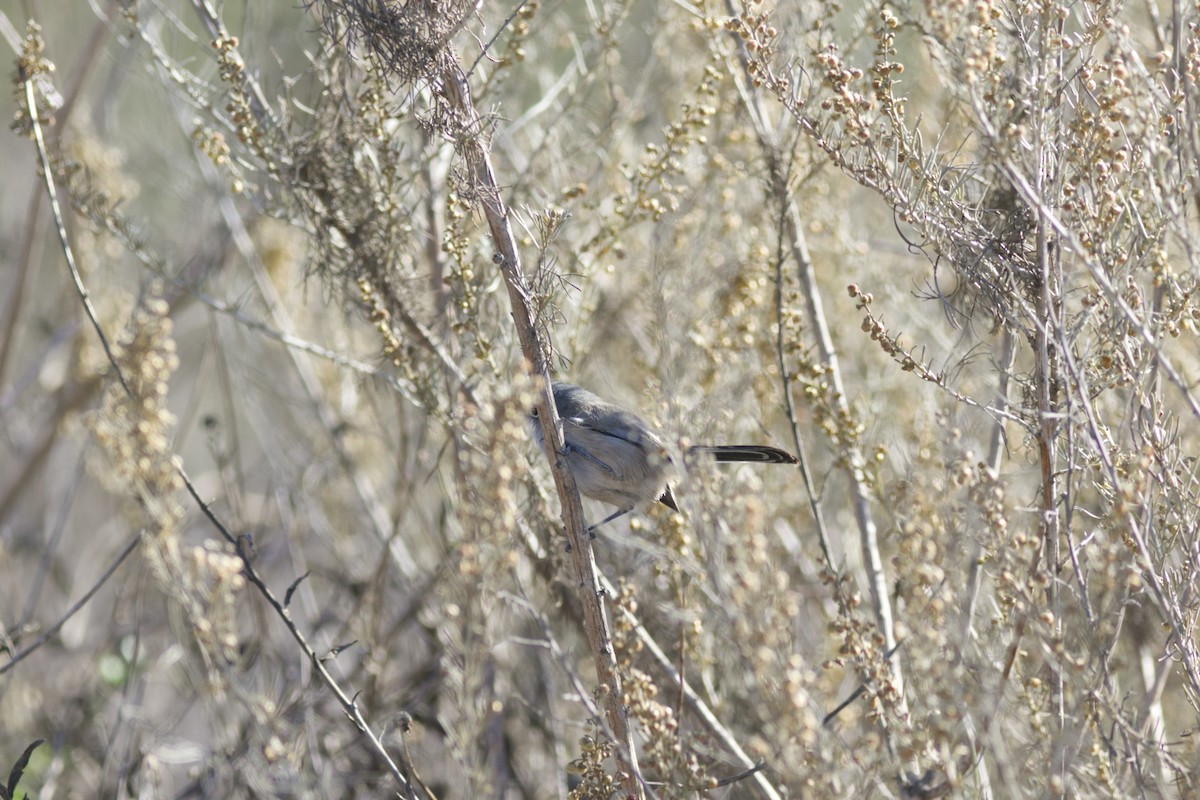 Комароловка каліфорнійська - ML642995093