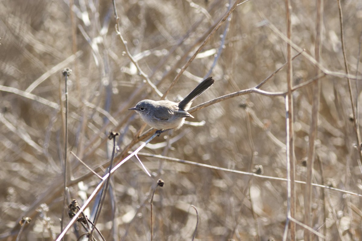 Комароловка каліфорнійська - ML642995094