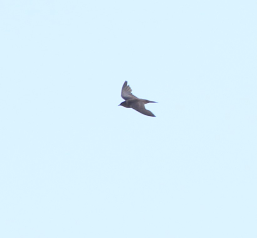Gray-rumped Swift - ML642995149