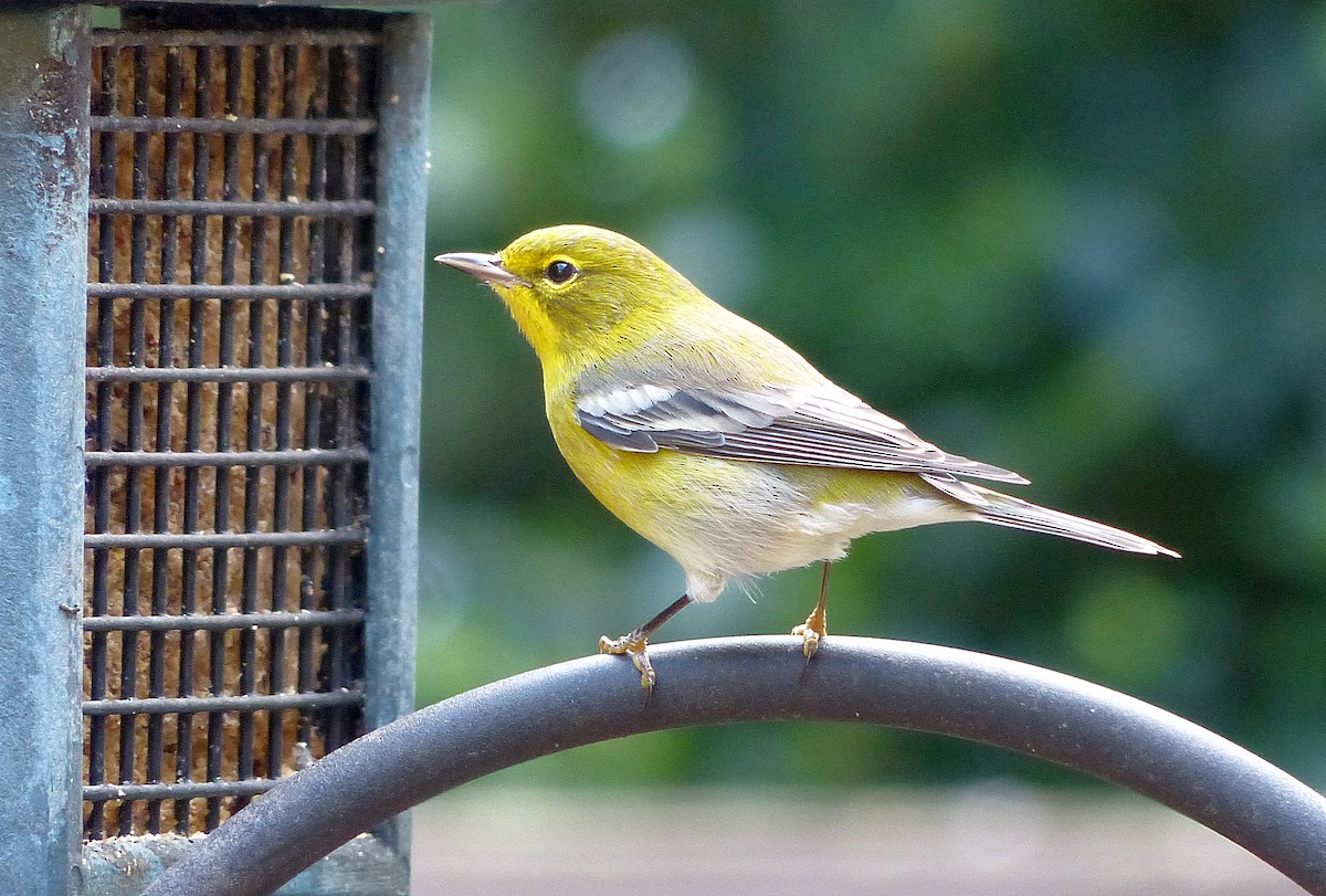 Pine Warbler - ML642995163
