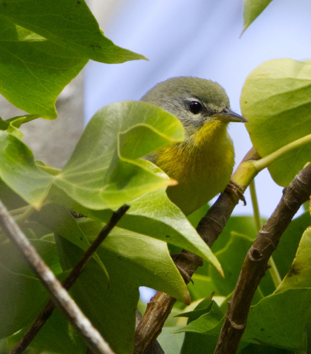 Northern Parula - ML642995165
