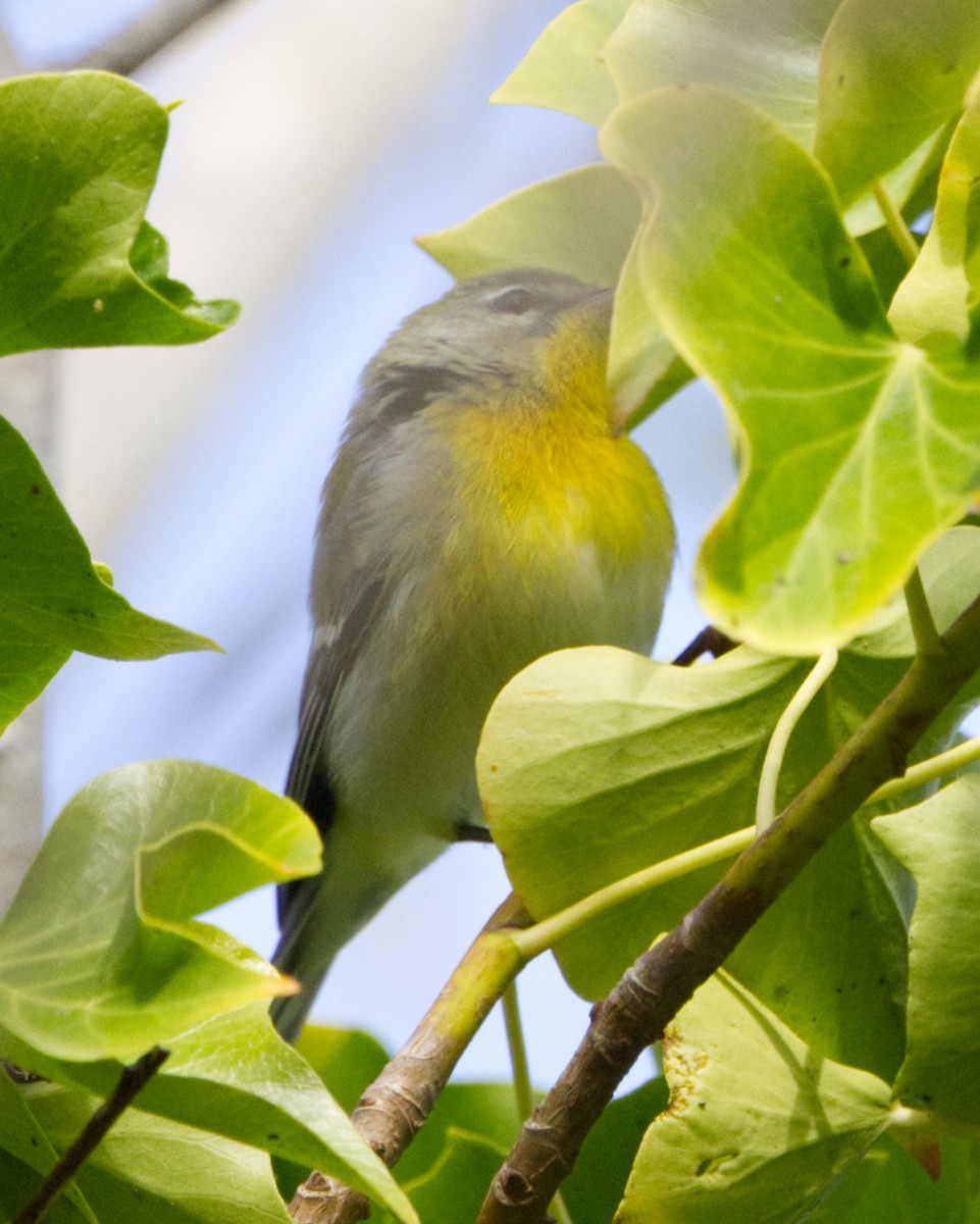 Northern Parula - ML642995166