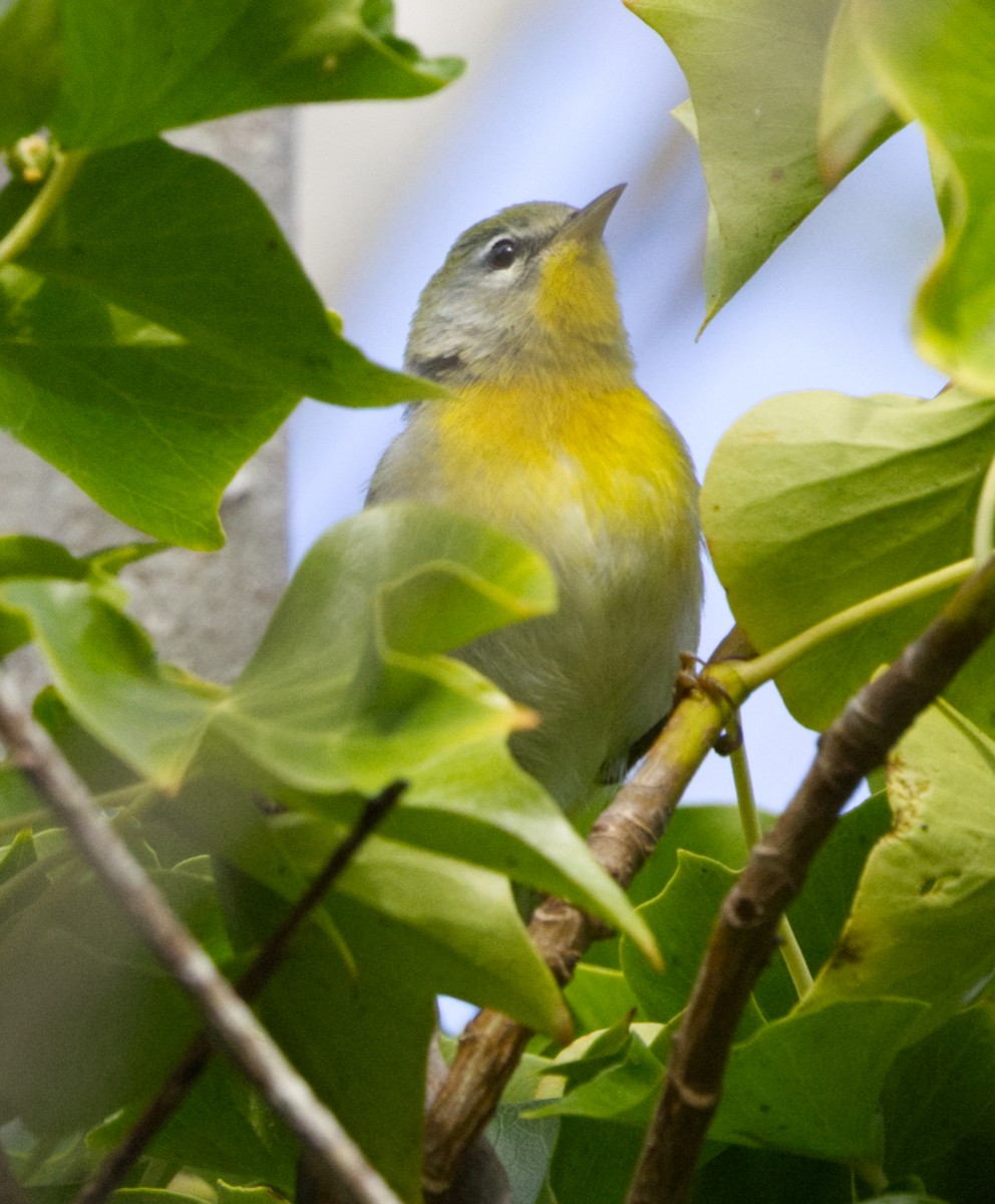 Northern Parula - ML642995167