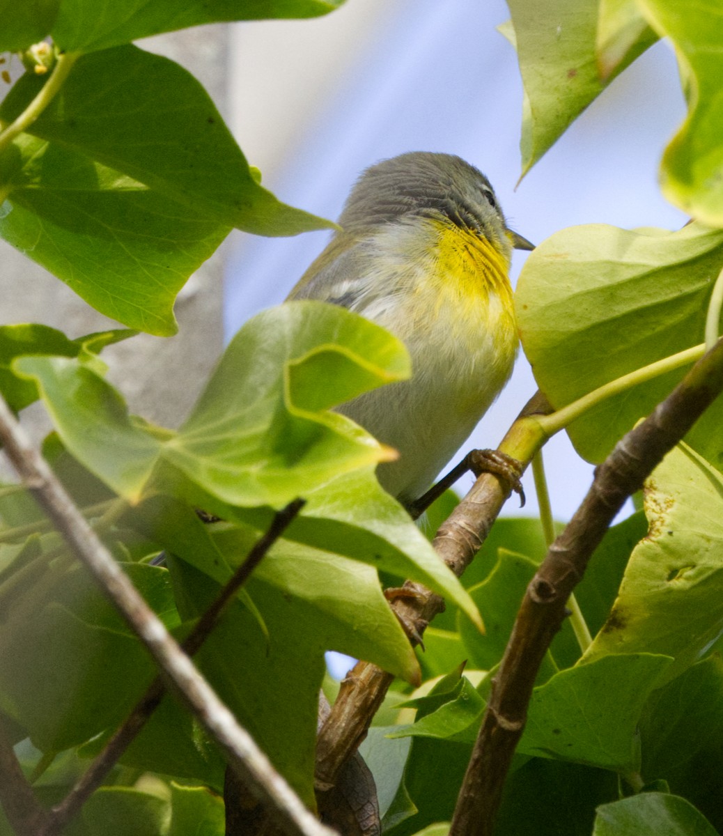 Northern Parula - ML642995168