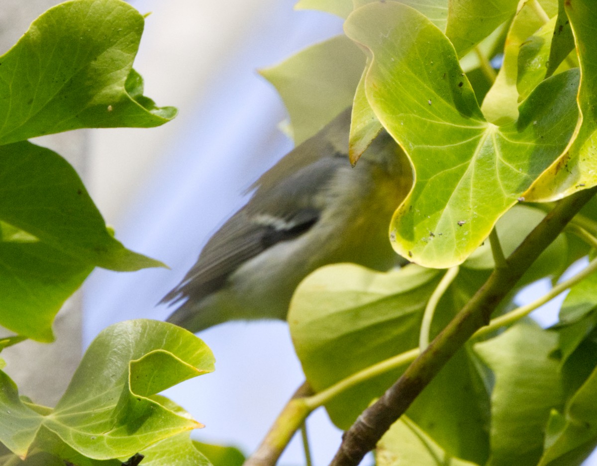 Northern Parula - ML642995169