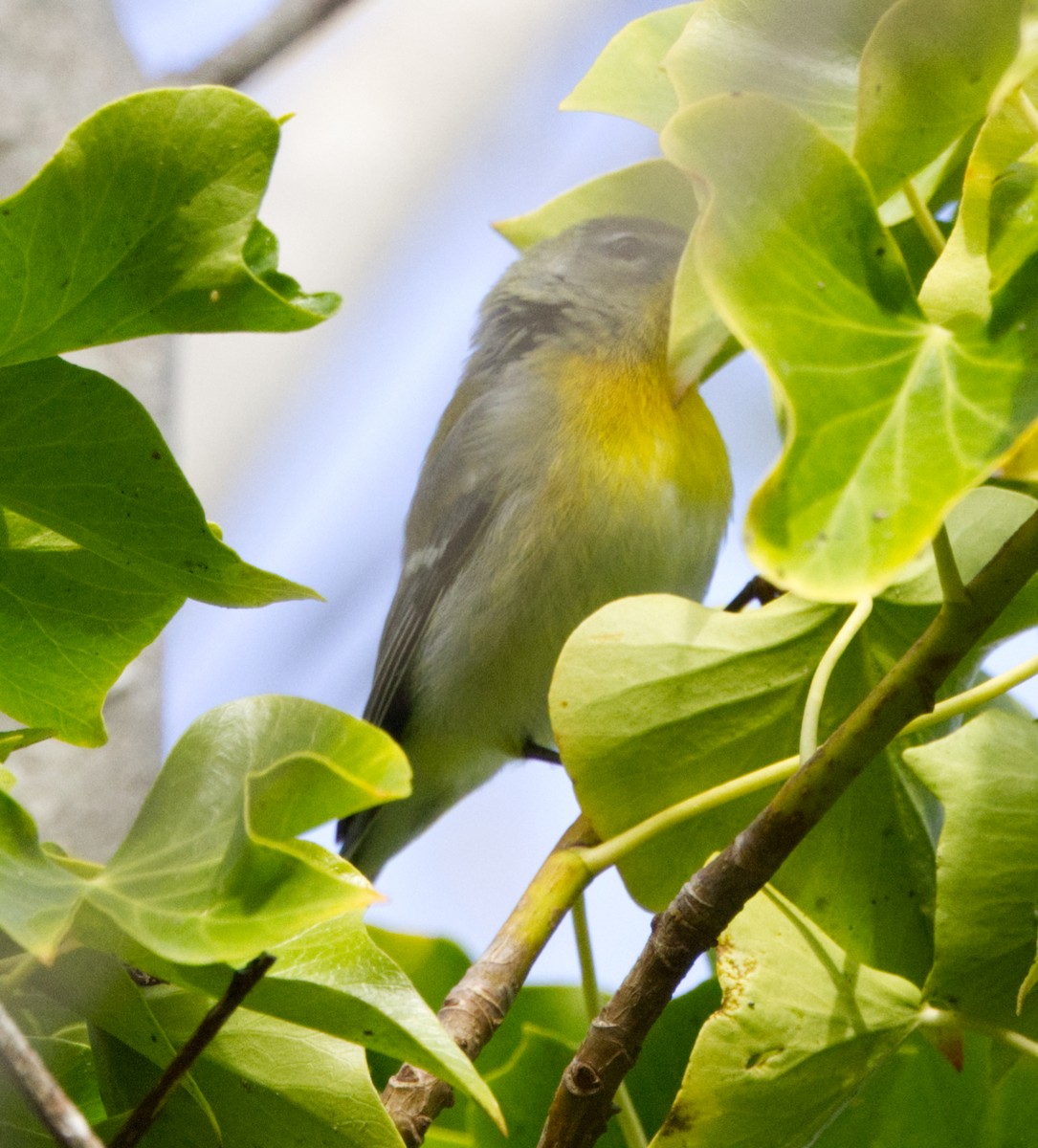 Northern Parula - ML642995170