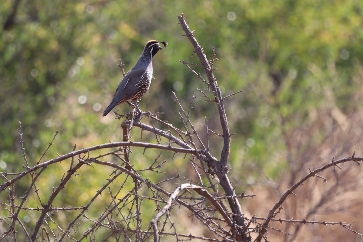 California Quail - ML642995176