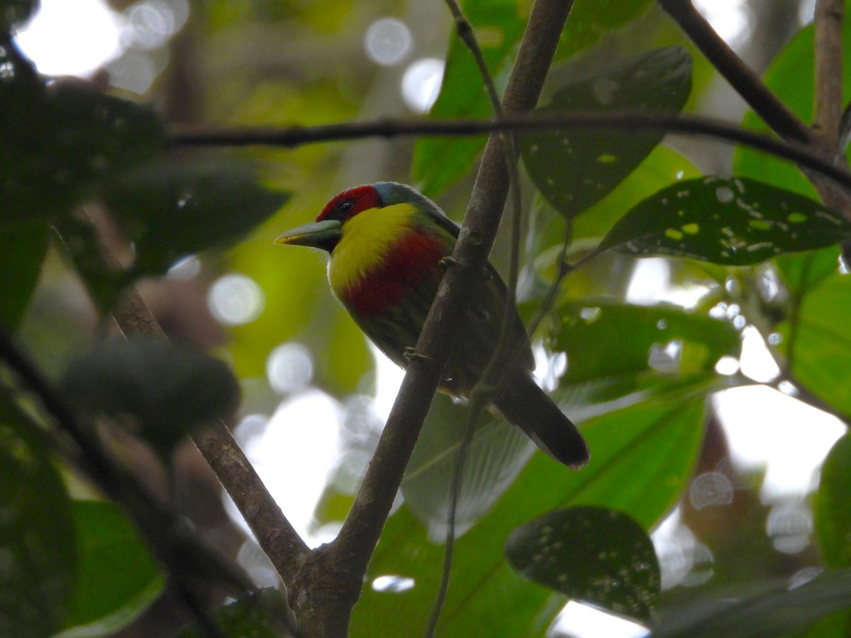 Versicolored Barbet - ML642995209