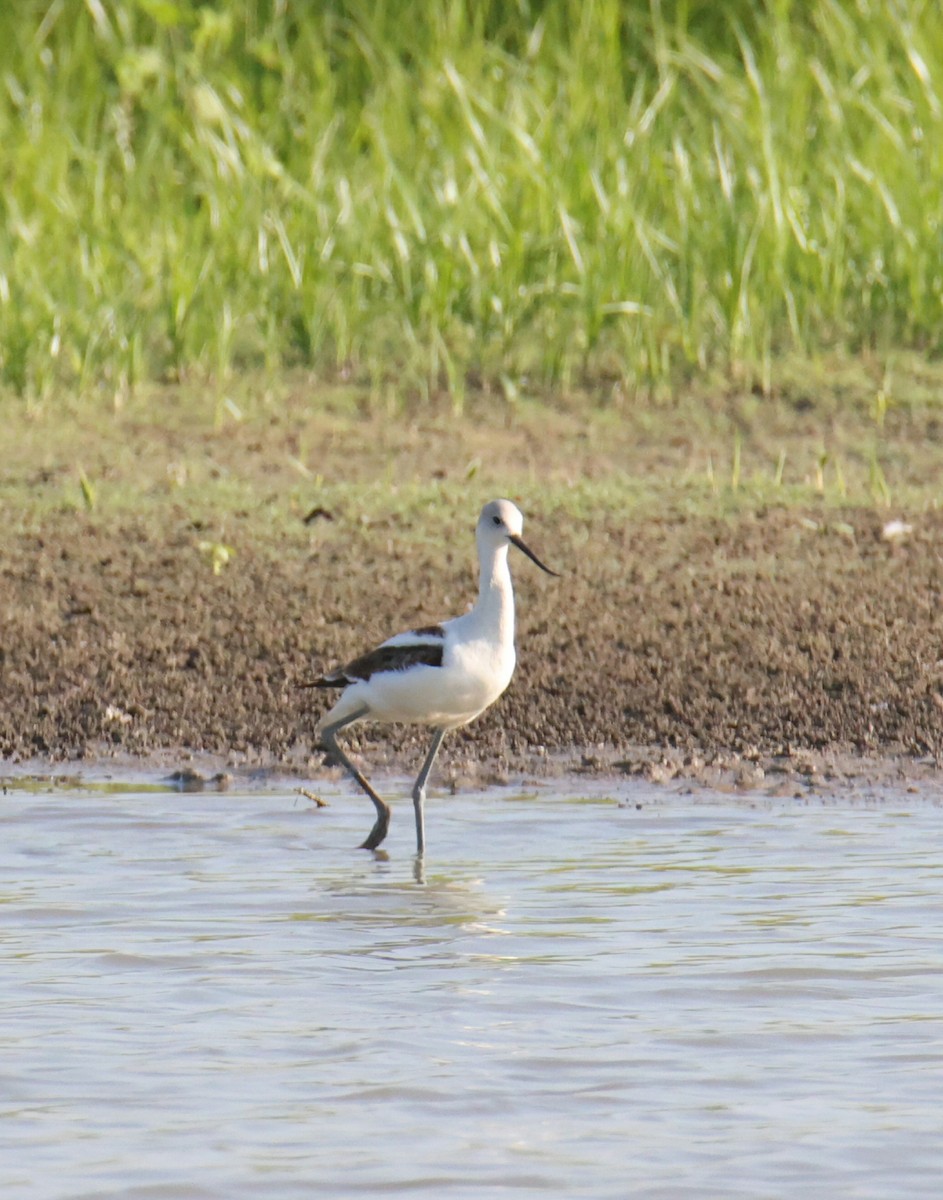 American Avocet - ML642995212