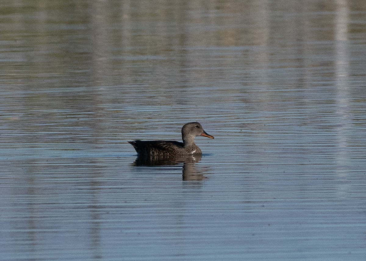 Gadwall - ML642995217