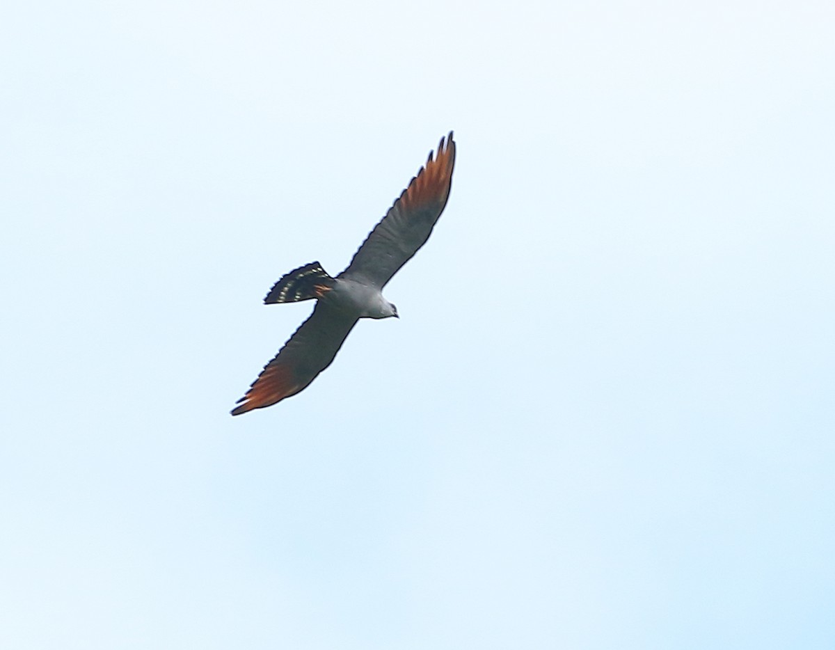 Plumbeous Kite - ML642995218