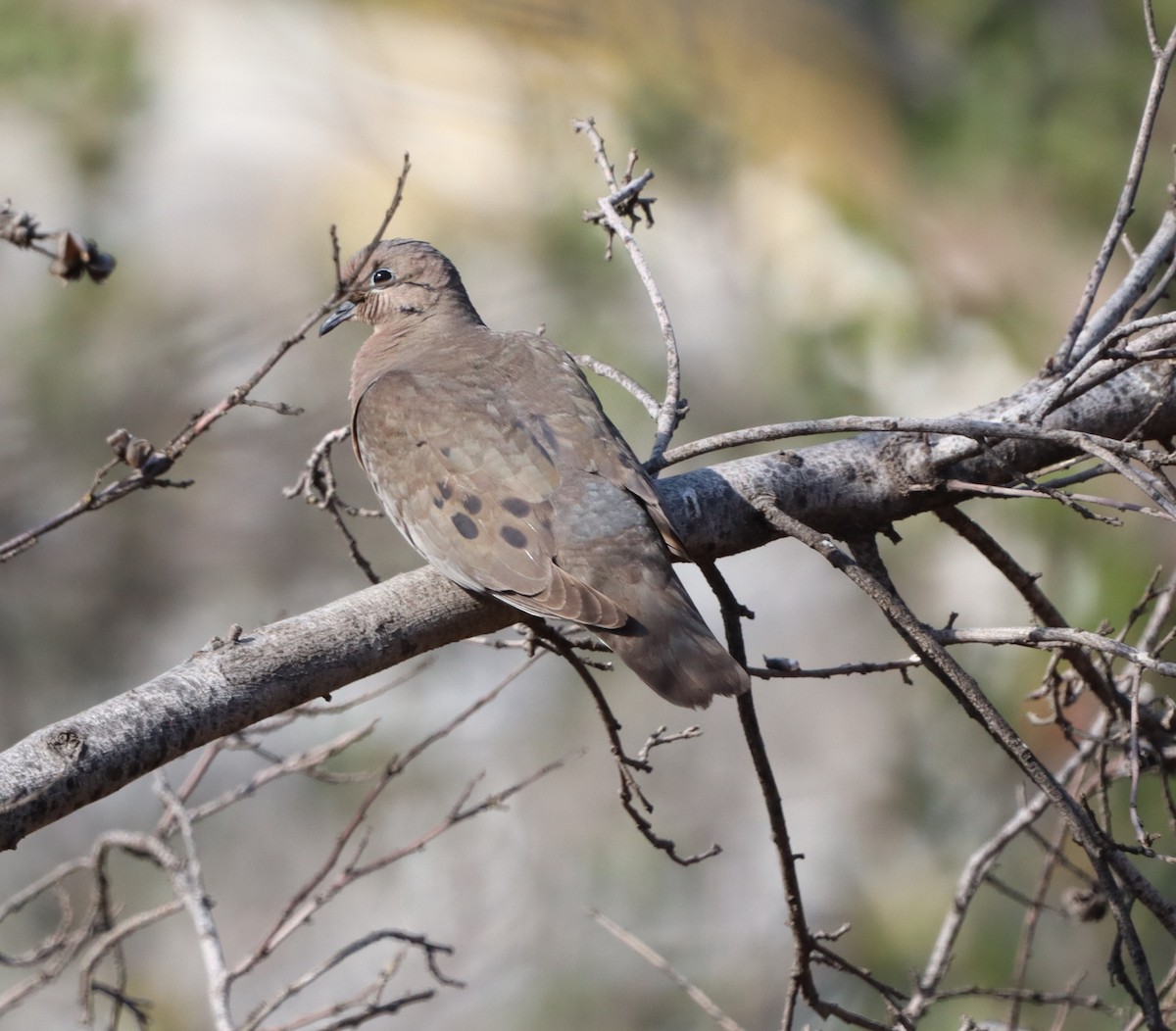 Eared Dove - ML642995219