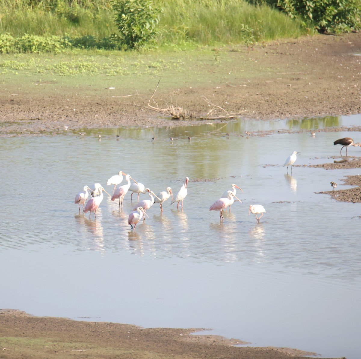 Roseate Spoonbill - ML642995225