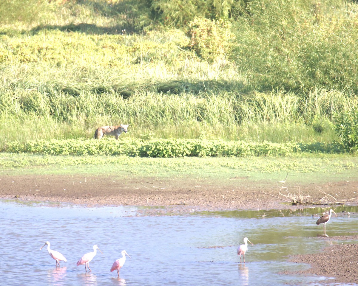 Roseate Spoonbill - ML642995226
