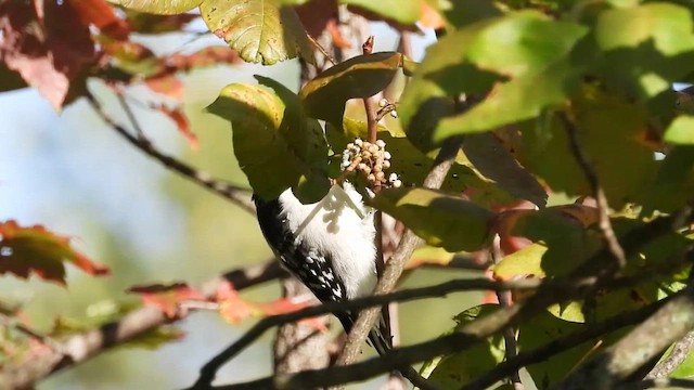 Downy Woodpecker - ML642995233