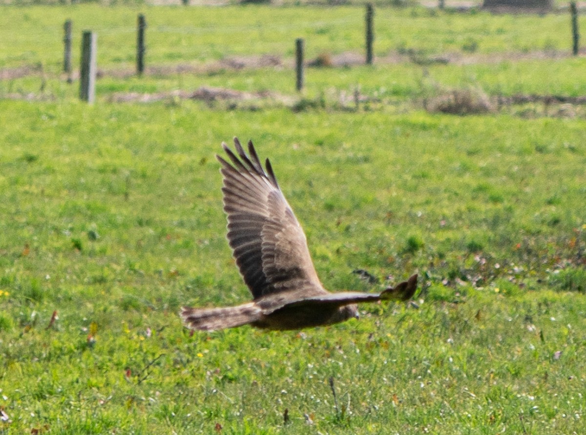 Swamp Harrier - ML642995236