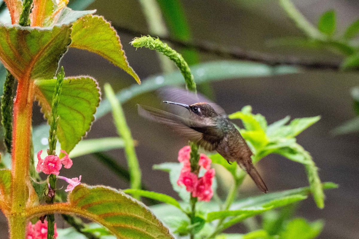 Андский цветноголов - ML642995270