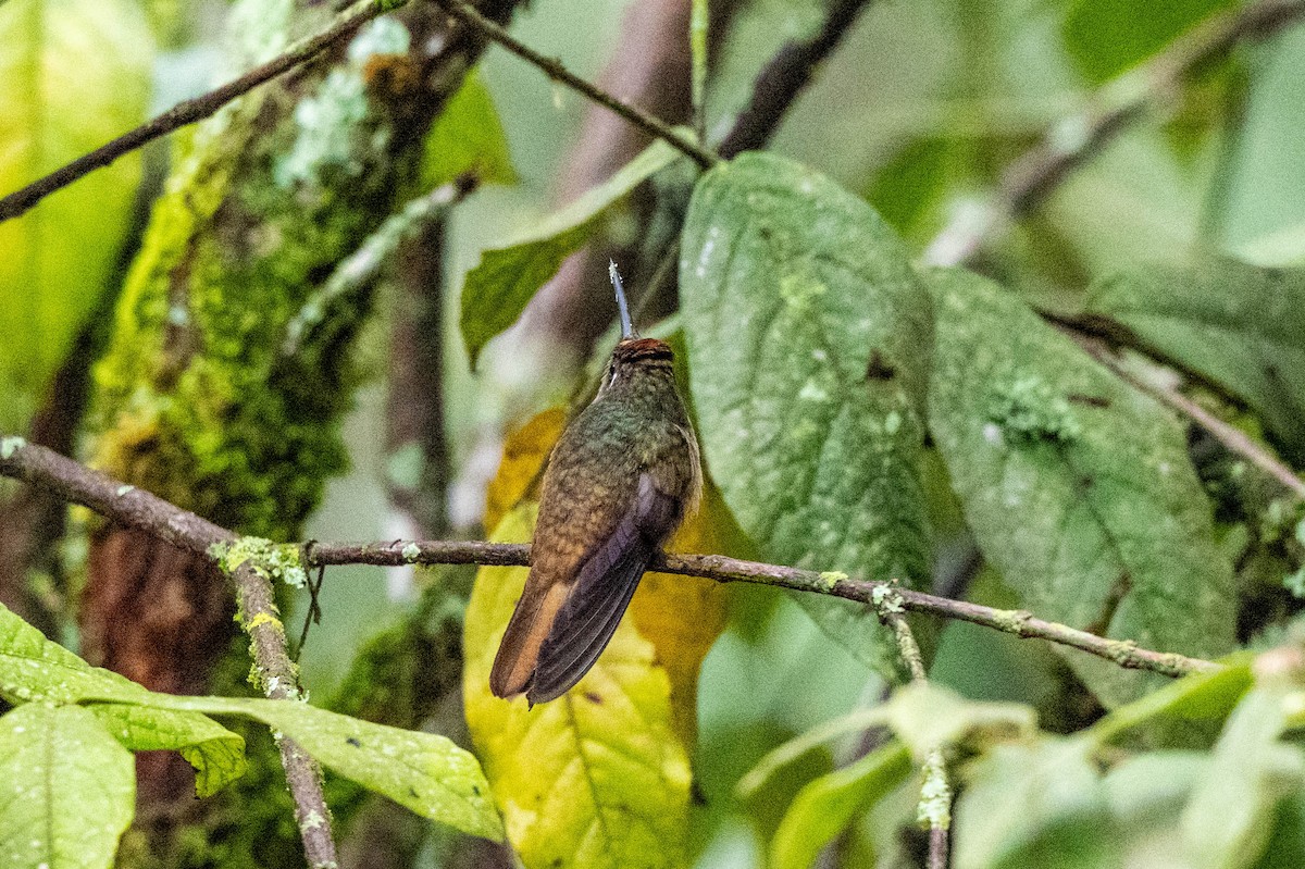 Андский цветноголов - ML642995271