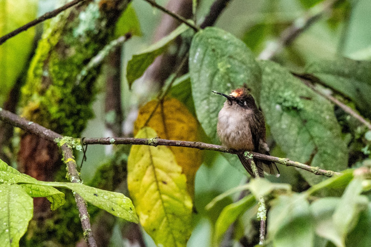 Андский цветноголов - ML642995272