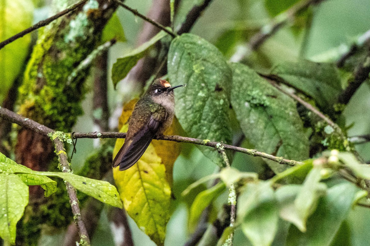 Андский цветноголов - ML642995273