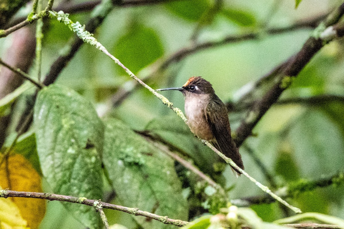 Андский цветноголов - ML642995274