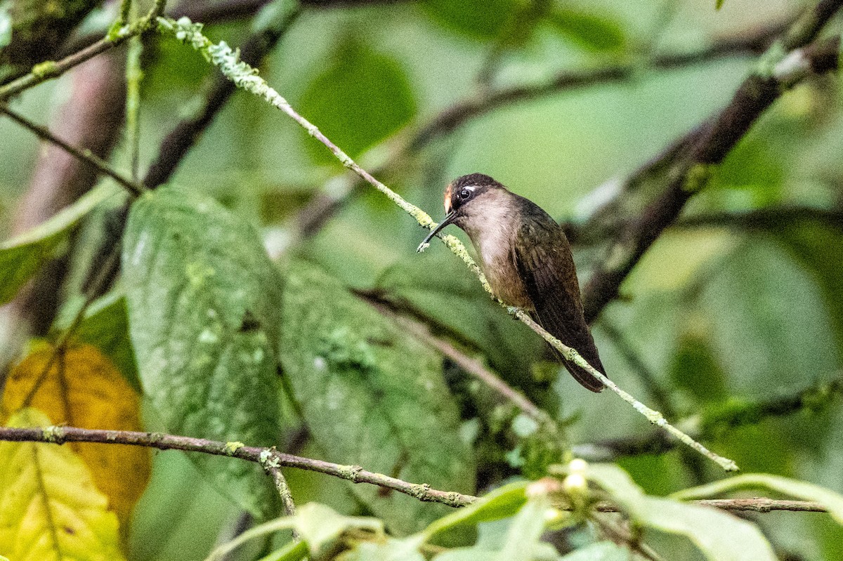 Андский цветноголов - ML642995275