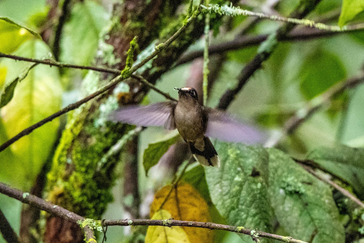 Андский цветноголов - ML642995276