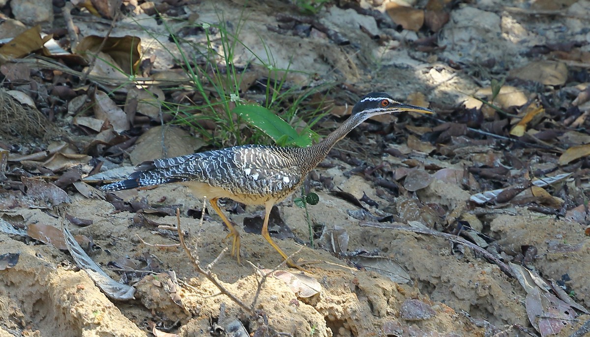Sunbittern - ML642995280