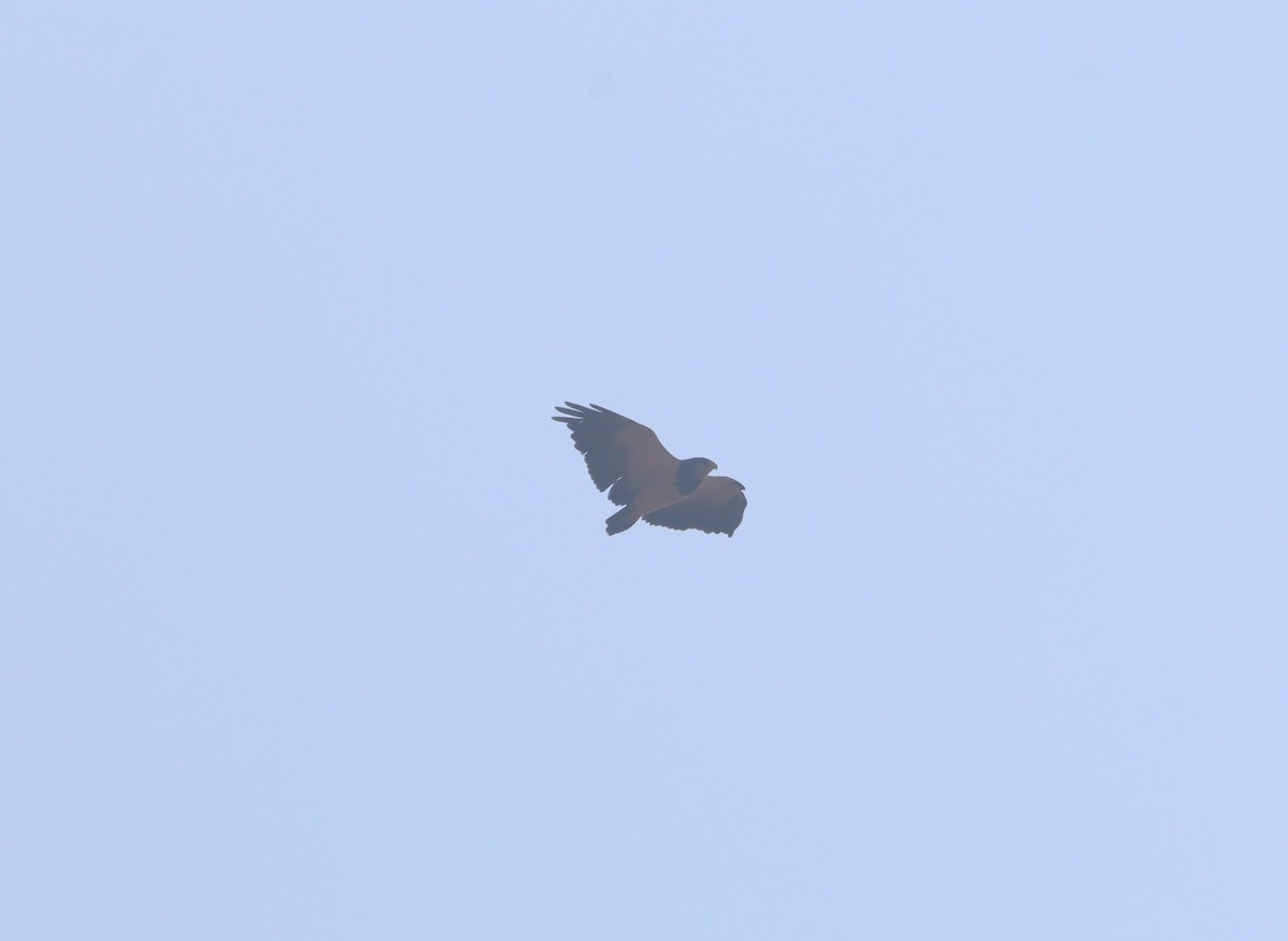 Black-chested Buzzard-Eagle - ML642995281