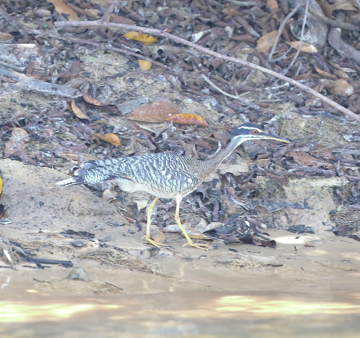 Sunbittern - ML642995282