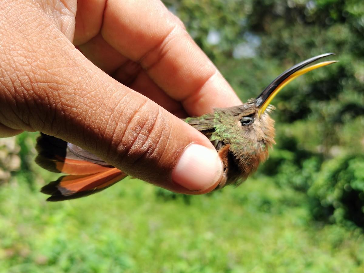 Rufous-breasted Hermit - ML642995283
