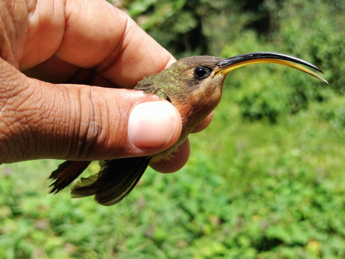 Rufous-breasted Hermit - ML642995284