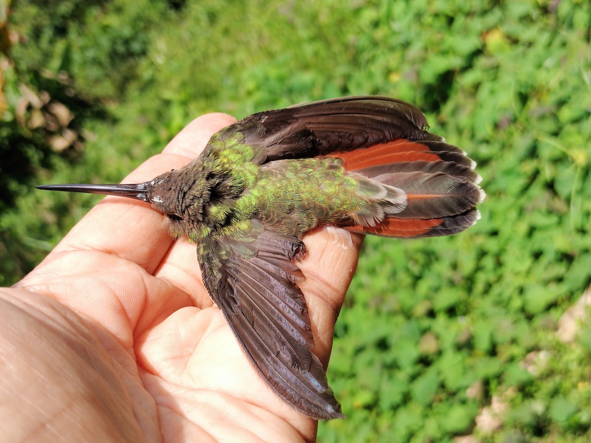 Rufous-breasted Hermit - ML642995285