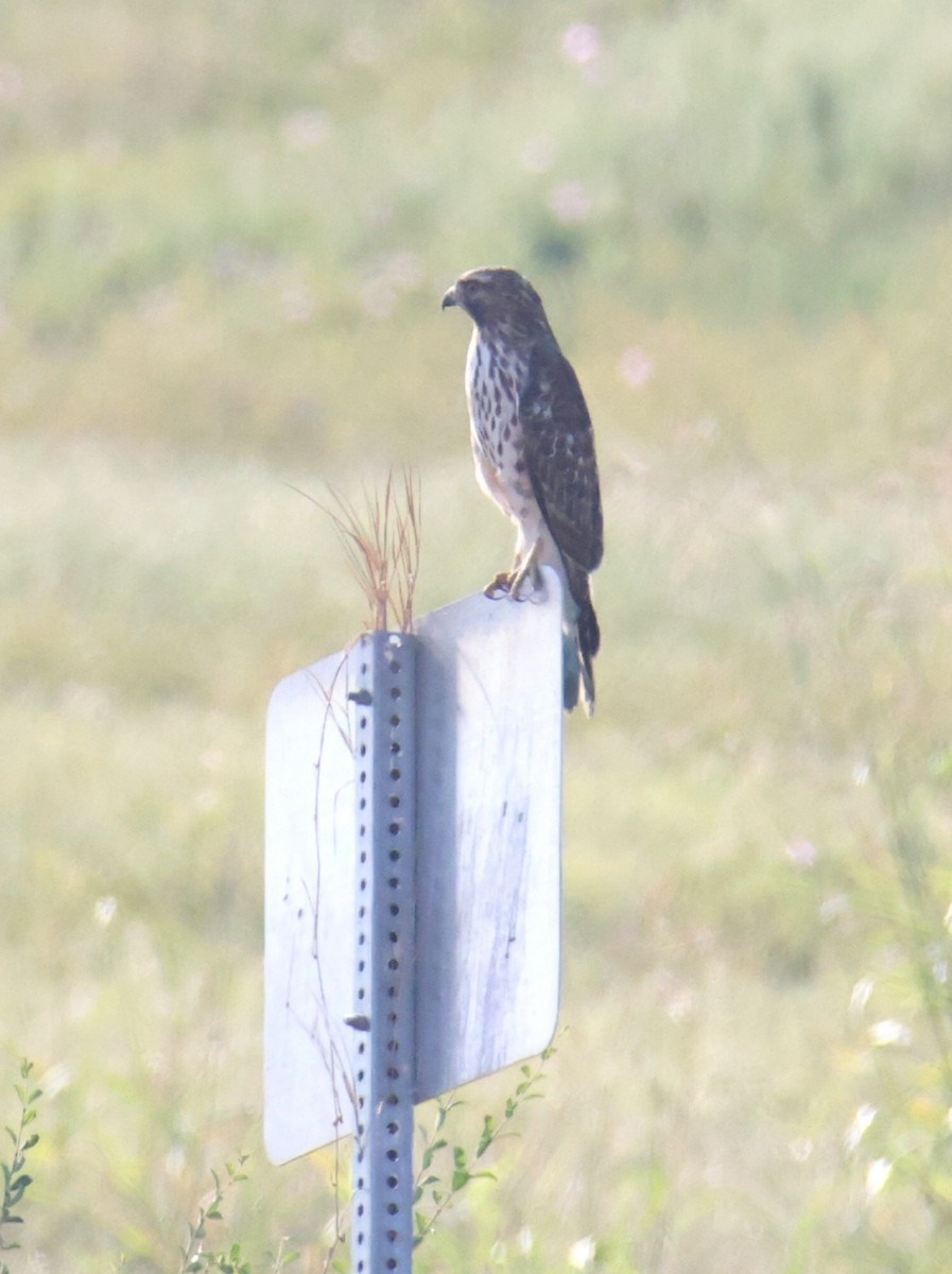 Red-shouldered Hawk - ML642995286