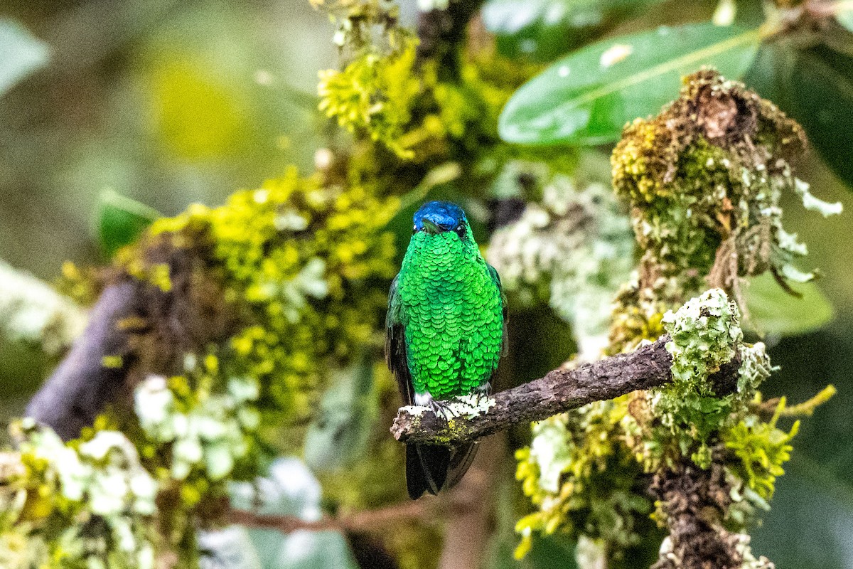 Indigo-capped Hummingbird - ML642995290