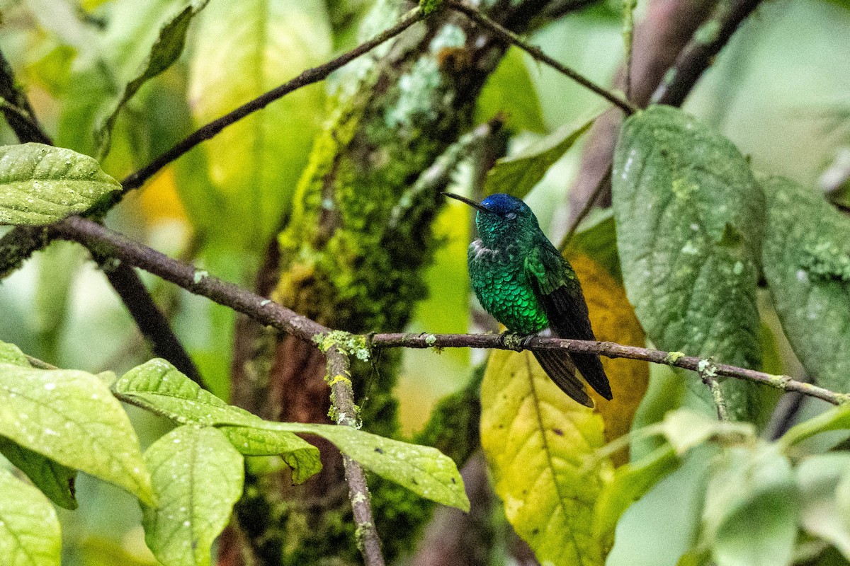 Indigo-capped Hummingbird - ML642995291