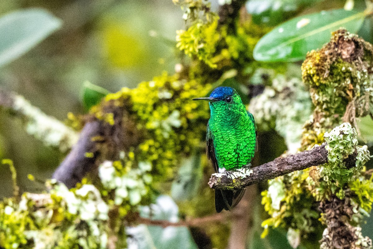 Indigo-capped Hummingbird - ML642995293