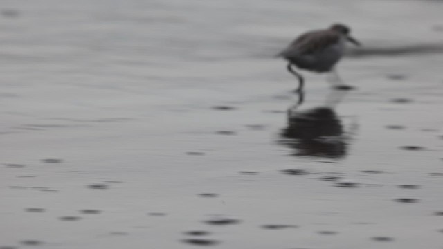 Sanderling - ML642995295