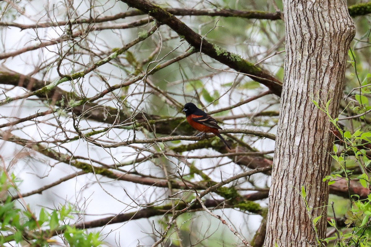 Orchard Oriole - ML642995297