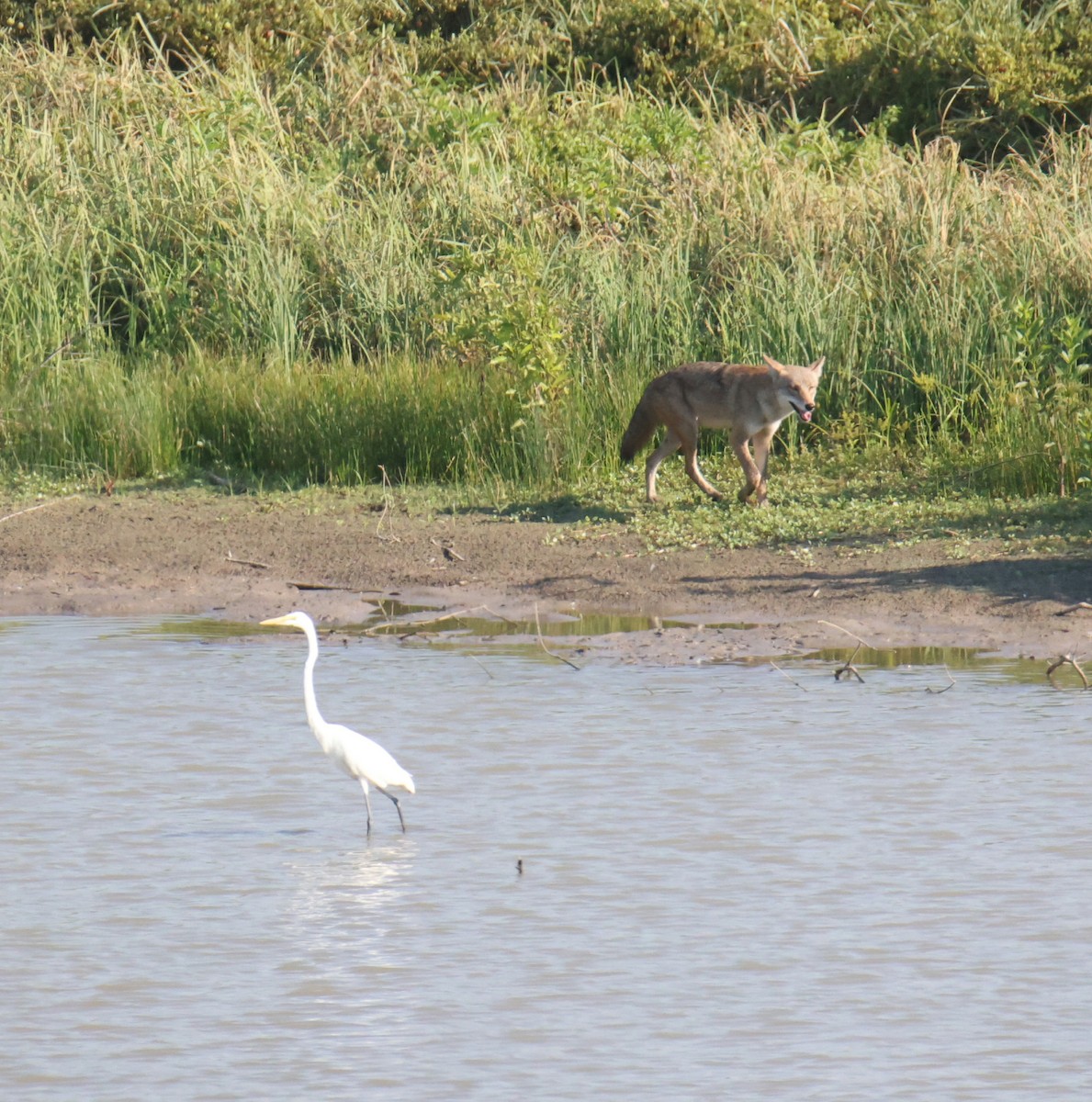 Great Egret - ML642995309