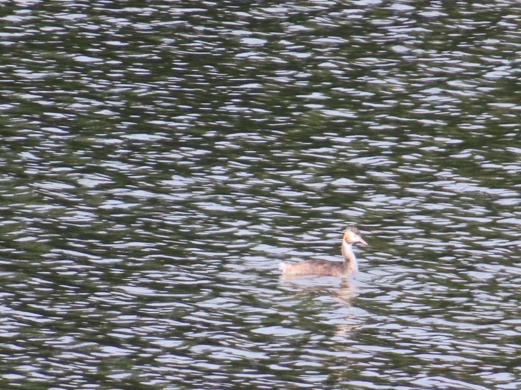 Great Crested Grebe - ML642995310