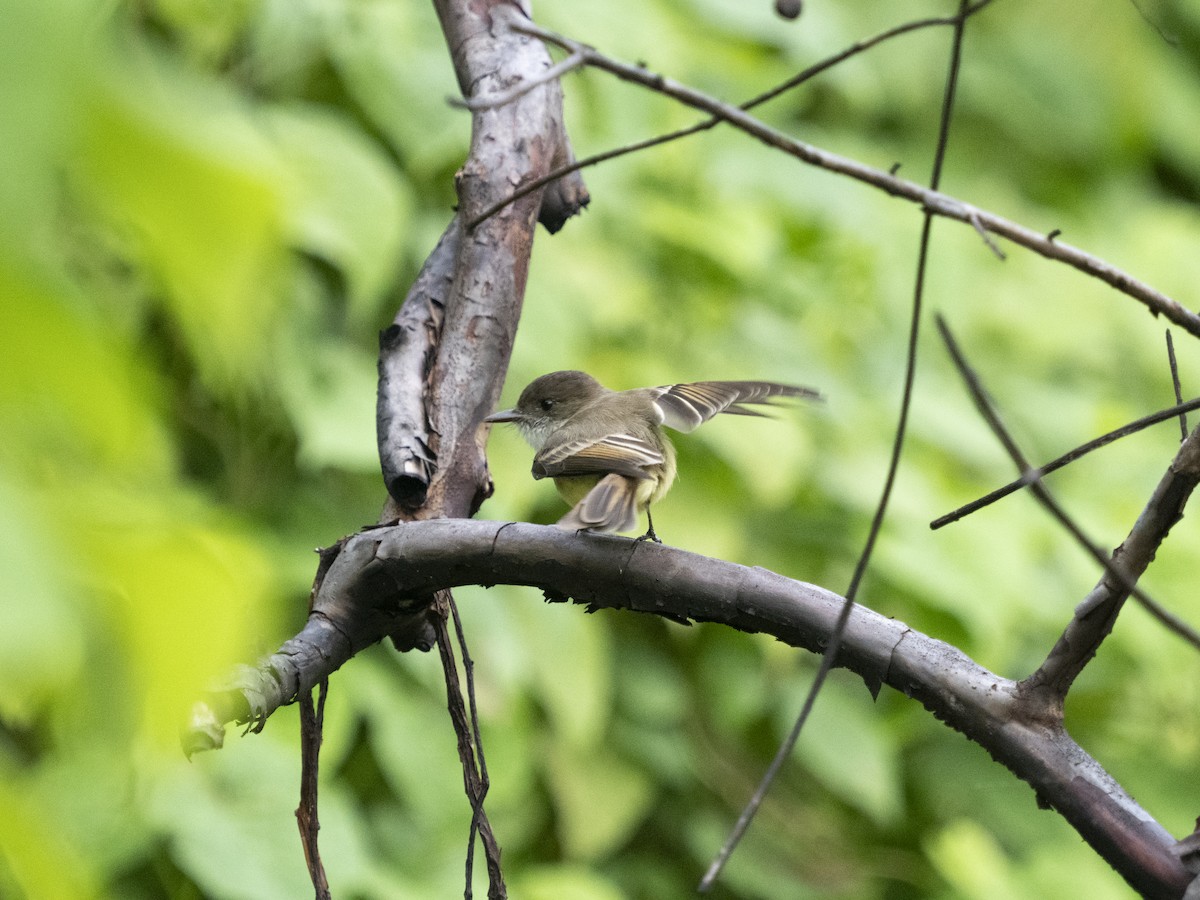 Sad Flycatcher - ML642995313