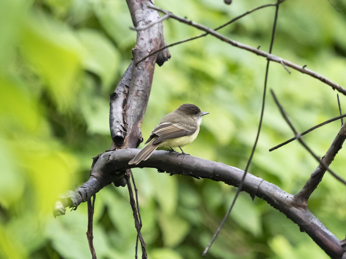 Sad Flycatcher - ML642995314