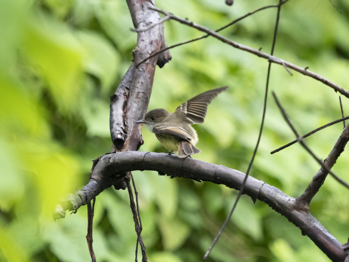 Sad Flycatcher - ML642995315