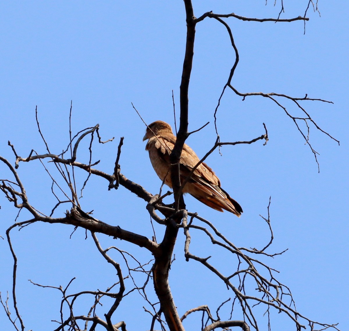 Chimango Caracara - ML642995332