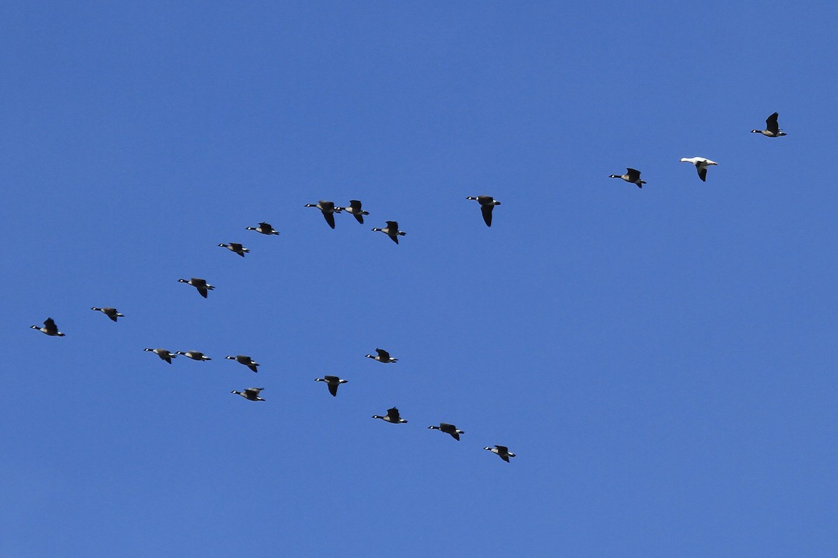 Snow Goose - ML642995335