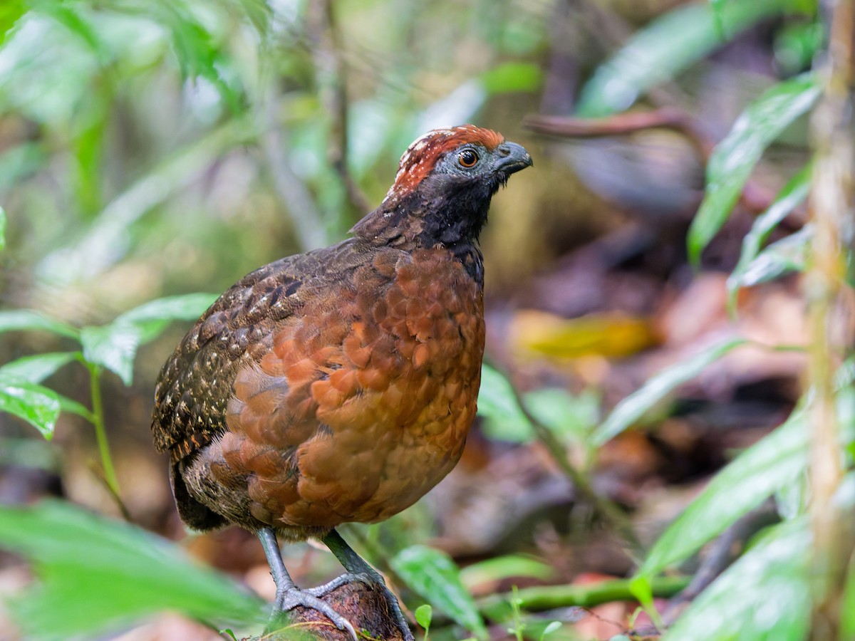 Black-eared Wood-Quail - ML642995338