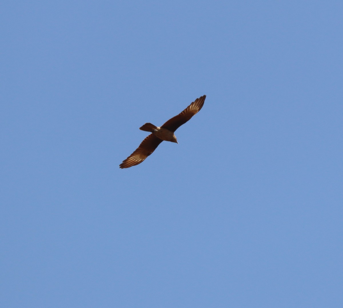 Chimango Caracara - ML642995339