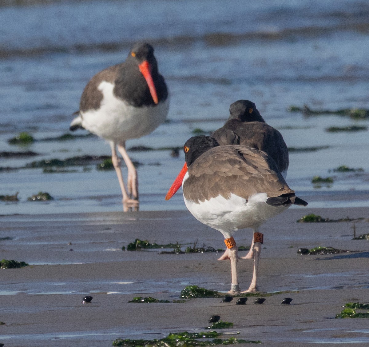 American Oystercatcher - ML642995344